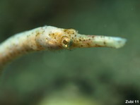 Short-Tailed Pipefish - <em>Trachyrhamphus bicoarctatus</em> - Schwanzlose Seenadel (Spazierstock-Seenadel)