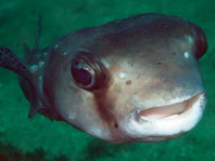 Spotted-fin Burrfish - Chilomycterus reticulatus- Grauer Igelfisch