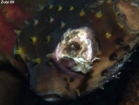 Yellowspotted Burrfish without eye - <em>Cyclichthys spilostylus</em> - Gelbflecken-Igelfisch ohne Auge