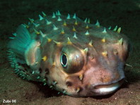 Yellowspotted Burrfish - <em>Cyclichthys spilostylus</em> - Gelbflecken-Igelfisch