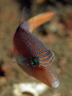 Spotted Puffer - Canthigaster solandri - Augenfleck Spitzkopfkugelfisch