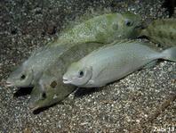 Dusky Rabbitfish by night - Siganus fuscescens - Grüner Kaninchenfisch in der Nacht