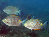 Golden Rabbitfish - Siganus guttatus - Goldfleck-Kaninchenfisch