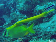 Masked Rabbitfish and trumpetfish - Siganus puellus - Masken Kaninchenfisch und Trompetenfisch