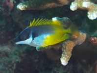 Foxface Rabbitfish - Siganus puellus - Gelbes Dachsgesicht (Kaninchenfisch)