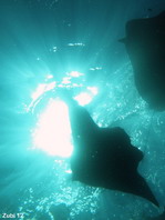 Giant Manta Ray on the surface - <em>Manta alfredi</em> - Manta Rochen an der Oberfläche