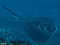 Giant Reef Ray - Taeniura meyeni (Taeniura melanospilos) - Marmor Rochen