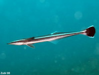 Ocean triggerfish - Canthidermis sufflamen - Ozean-Drückerfisch