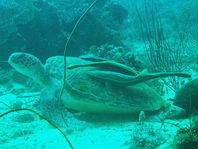 Remora on turtle - Remora remora - Remora-Schiffshalter auf einer Meersschildkröte