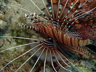 Spotfin Lionfish - <em>Pterois antennata</em> - Antennen Feuerfisch
