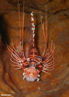 Clearfin Lionfish - Pterois radiata - Strahlen-Feuerfisch