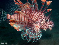Common Lionfish (Turkeyfish, Red Lionfish) - Pterois volitans - Pazifischer Rotfeuerfisch