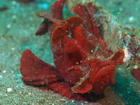 redish Eschmeyer's Scorpionfish - <em>Rhinopias eschmeyeri</em> - roter Eschmeyer's Drachenkopf