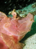 pale pink Eschmeyer's Scorpionfish - <em>Rhinopias eschmeyeri</em> - rosa Eschmeyer's Drachenkopf