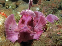 Pink Eschmeyer's Scorpionfish / Paddle-flap Scorpionfish - <em>Rhinopias eschmeyeri</em> - rosa Eschmeyer's Drachenkopf