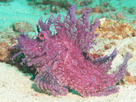 purple colored Weedy Scorpionfish - <em>Rhinopias frondosa</em> - lilafarbener Tentakel-Drachenkopf