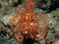 redish Weedy Scorpionfish - <em>Rhinopias frondosa</em> - roter Tentakel-Drachenkopf