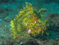 yellow Weedy Scorpionfish - <em>Rhinopias frondosa</em> - gelber Tentakel-Drachenkopf