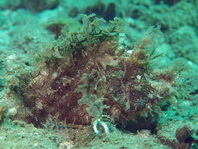 brown Weedy Scorpionfish - <em>Rhinopias frondosa</em> - braun Tentakel-Drachenkopf