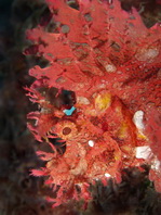 brown Weedy Scorpionfish - <em>Rhinopias frondosa</em> - braun Tentakel-Drachenkopf