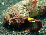 Humpback Scorpionfish - <em>Scorpaenopsis diabolus</em> - Buckel-Drachenkopf (Falscher Steinfisch)