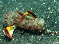 Humpback Scorpionfish - <em>Scorpaenopsis diabolus</em> - Buckel-Drachenkopf (Falscher Steinfisch)