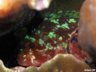 Yellow-spotted Scorpionfish - Sebastapistes cyanostigma - Gelbflecken-Drachenkopf