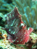 Leaf Scorpionfish (Scorpion Leaffish, Paperfish) - <em>Taenianotus triacanthus</em> - Schaukelfisch