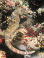 Tiger tail Seahorse - Hippocampus comes - Tigerschwanz-Seepferdchen