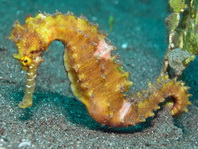 Thorny Seahorse - Hippocampus histrix - Dorniges Seepferdchen