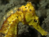 Kuda Seahorse (Spotted Seahorse) - <em>Hippocampus kuda</em> - Kuda Seepferdchen (Ästuar Seepferdchen)