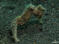 Japanese Seahorse - Hippocampus mohnikei (Synonym to H. japonicus) - Affenschwanz-Seepferdchen (Moos-Seepferdchen)