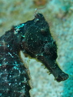 Common Seahorse - <em>Hippocampus taeniopterus</em> - Gewöhnliches Seepferdchen