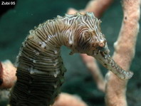 Zebra-Seahorse - Hippocampus zebra (according to R. Kuiter this is also Hippocampus manadensis) - Zebra-Seepferdchen