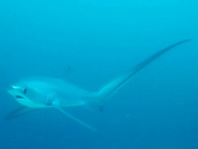 Common Thresher Shark - Alopias vulpinus - Gewöhnlicher Fuchshai