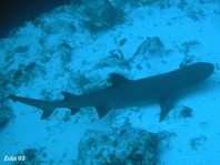 Gray Reefshark - Carcharhinus amblyrhynchos - Grauer Riffhai