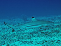 Blacktip Reefshark - Carcharhinus melanopterus - Schwarzspitzen Riffhai