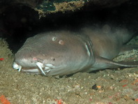 Nurse Shark - Nebrius ferrugineus - Gewöhnlicher Ammenhai