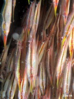Rigid Shrimpfish - <em>Centriscus scutatus</em> - Steifer Schnepfenmesserfisch