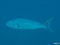 Green Jobfish, Uku - Aprion virescens - Barracuda-Schnapper