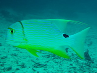 Sailfin Snapper (Cinamonfish, Blue-lined Sea Bream) - Symphorichthys spilurus - Zimt-Schnapper