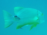Sailfin Snapper (Cinamonfish, Blue-lined Sea Bream) - Symphorichthys spilurus - Zimt-Schnapper