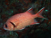 Blotcheye Soldierfish - Myripristis murdjan - Weisssaum-Soldatenfisch