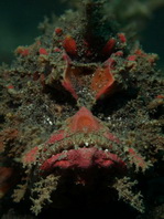 Caledonian Devilfish - <em>Inimicus caledonicus</em> - Kaledonischer Teufelsfisch