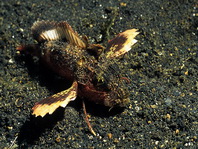 Painted Stingfish (Stinger) - Minous trachycephalus (before M. pictus) - Stingfisch