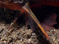 Painted Stingfish (Stinger) - <em>Minous pictus</em> - Stingfisch