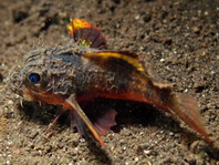 Painted Stingfish (Stinger) - Minous pictus - Stingfisch