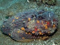 Reef Stonefish - Synanceia verrucosa - Echter Steinfisch