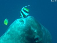 Ocean Sunfish - Mola mola - Ozeanischer Mondfisch