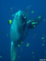 Ocean Sunfish - <em>Mola mola</em> - Ozeanischer Mondfisch